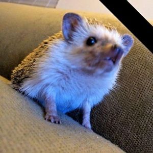 Meet your Posher, Silas